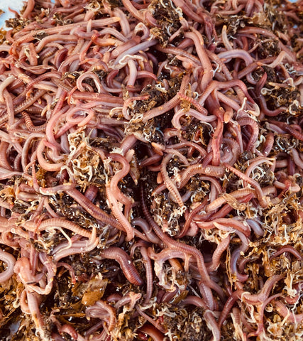 Composting worm mix